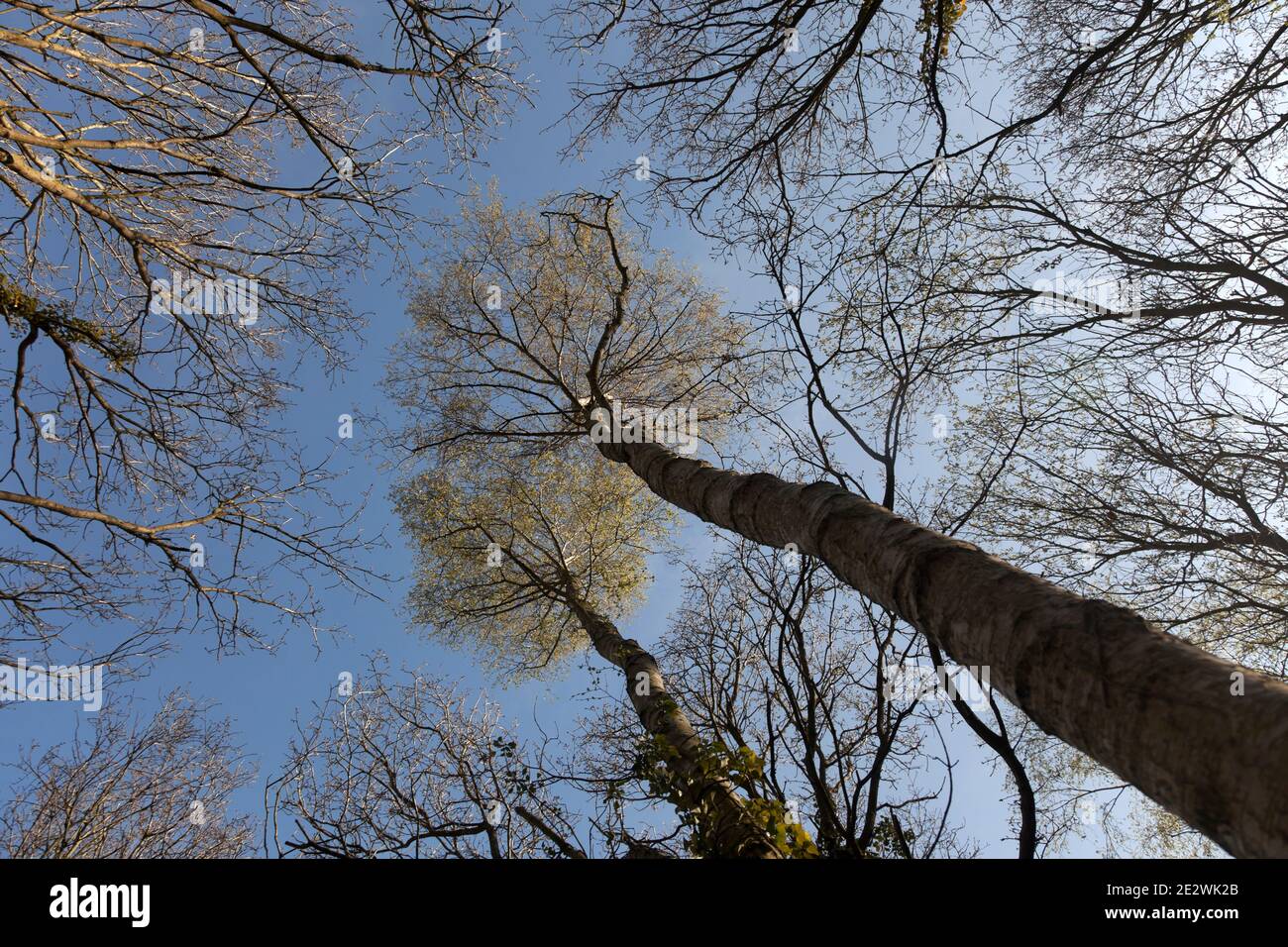 Eine dünne weiße Wolke überquert einen blauen Himmel hoch über dem sonnenbeschienenen Birkenholzdach; frühlingsfrische, leuchtend grüne Kronen auf den hohen, schlanken Bäumen. Stockfoto