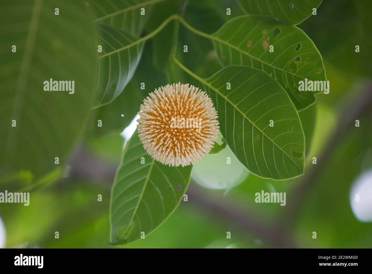 Nauclea megaphylla -Fotos und -Bildmaterial in hoher Auflösung – Alamy