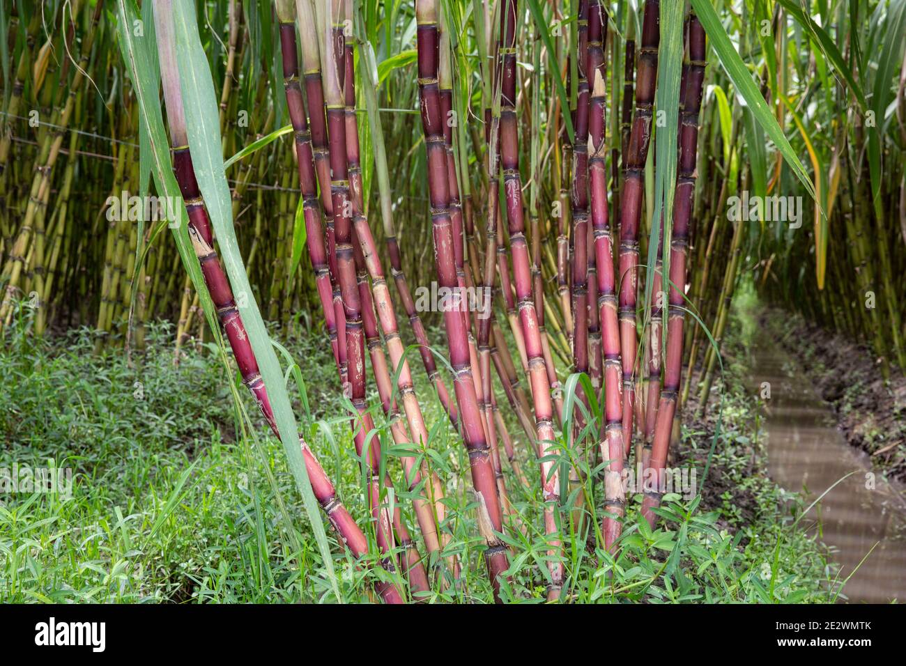Zuckerrohrfeld in Chandpur. Bangladesch. Stockfoto