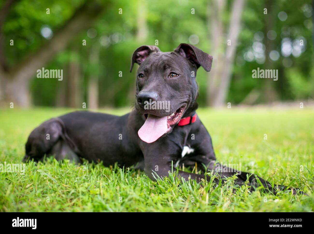Ein schwarz-weißer Pit Bull Terrier Mischlingshund Im Gras liegen und keuchend Stockfoto