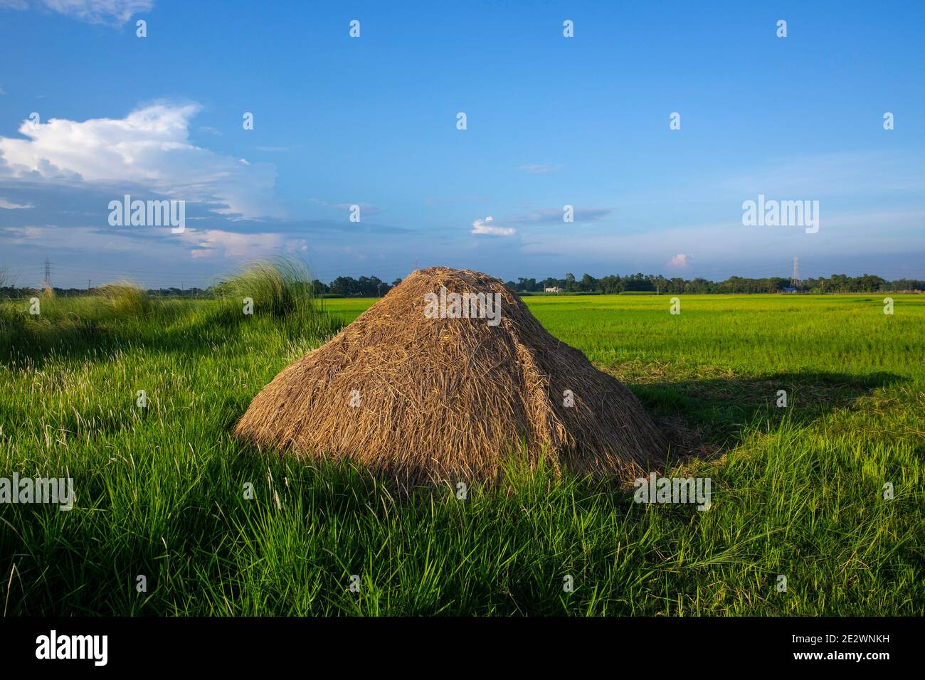Hay Stacks auf dem Feld in Brahmanbaria, Bangladesch. Stockfoto