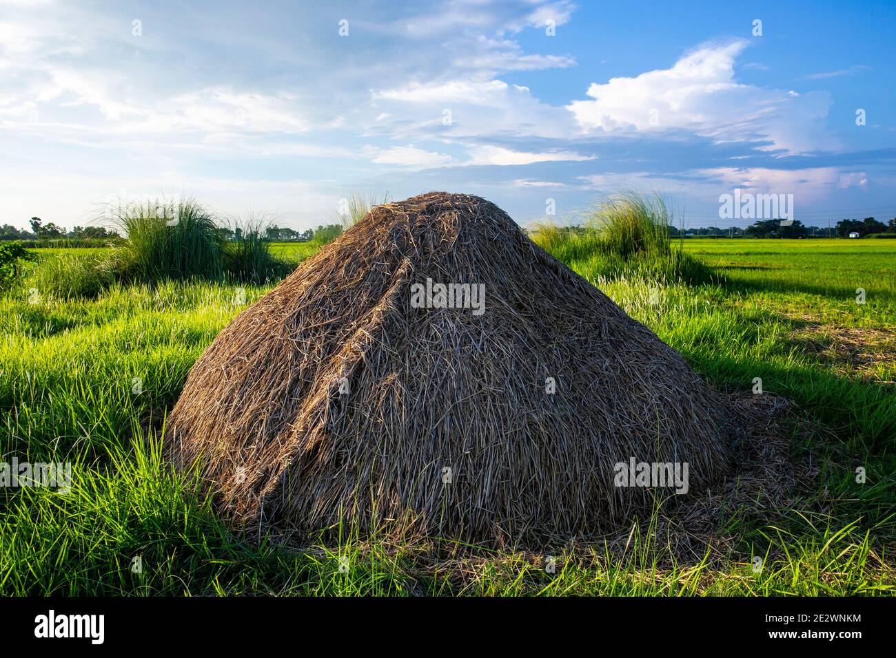 Hay Stacks auf dem Feld in Brahmanbaria, Bangladesch. Stockfoto