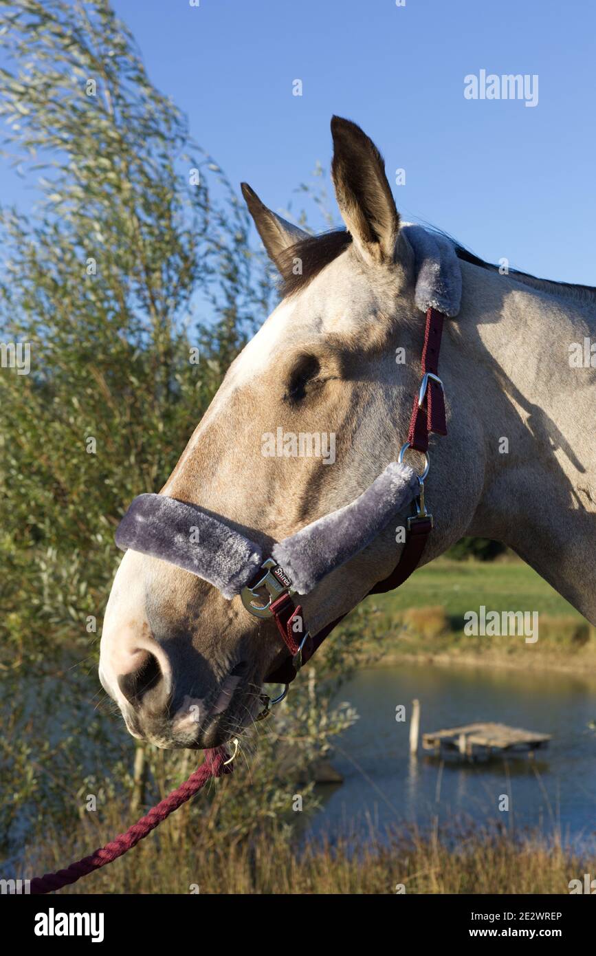 Pferd fehlt ein Auge nach einer Infektion Stockfoto
