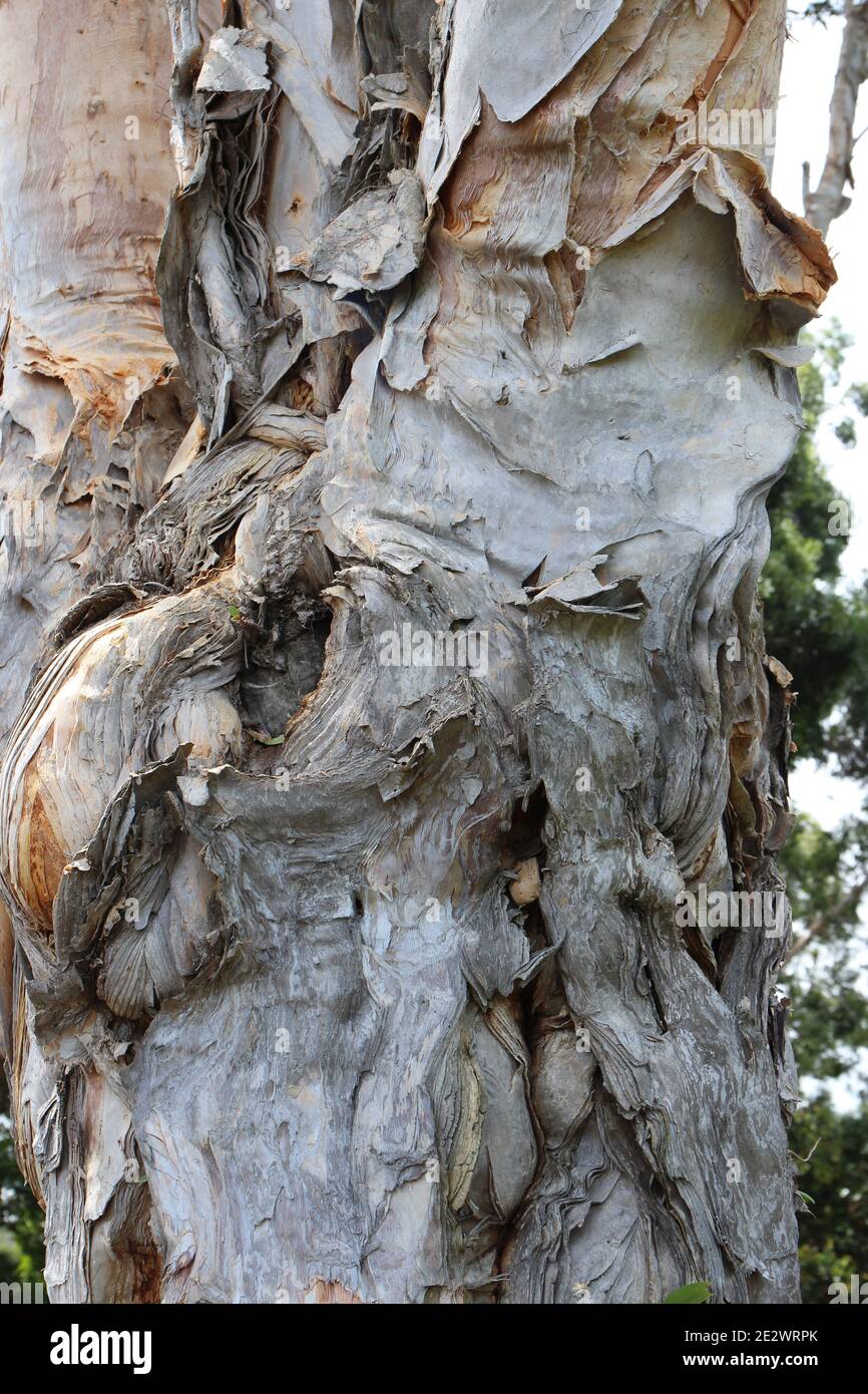 Die vielfarbige, schälende Rinde eines Paperbark-Baumes, Melaleuca leucadendron, in einem Regenwald in Haiku, Maui, Hawaii, USA Stockfoto