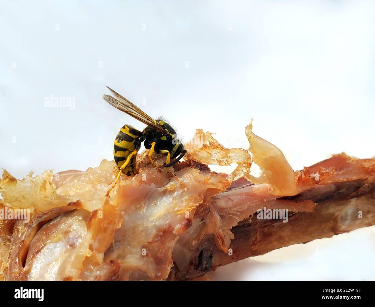 Insekt. Wespe frisst Huhn. Eine Nahaufnahme des Hühnerbeins, das die Wespe isst Stockfoto