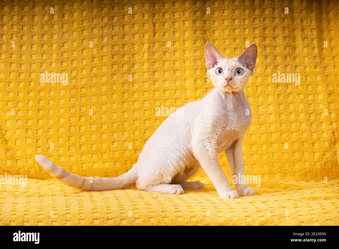 Weiße Devon Rex Kätzchen Kitty. Kurzhaarige Blue-eyed Katze der englischen Rasse auf Yellow Plaid Hintergrund. Kurzhaar-Pet Cat Stockfoto