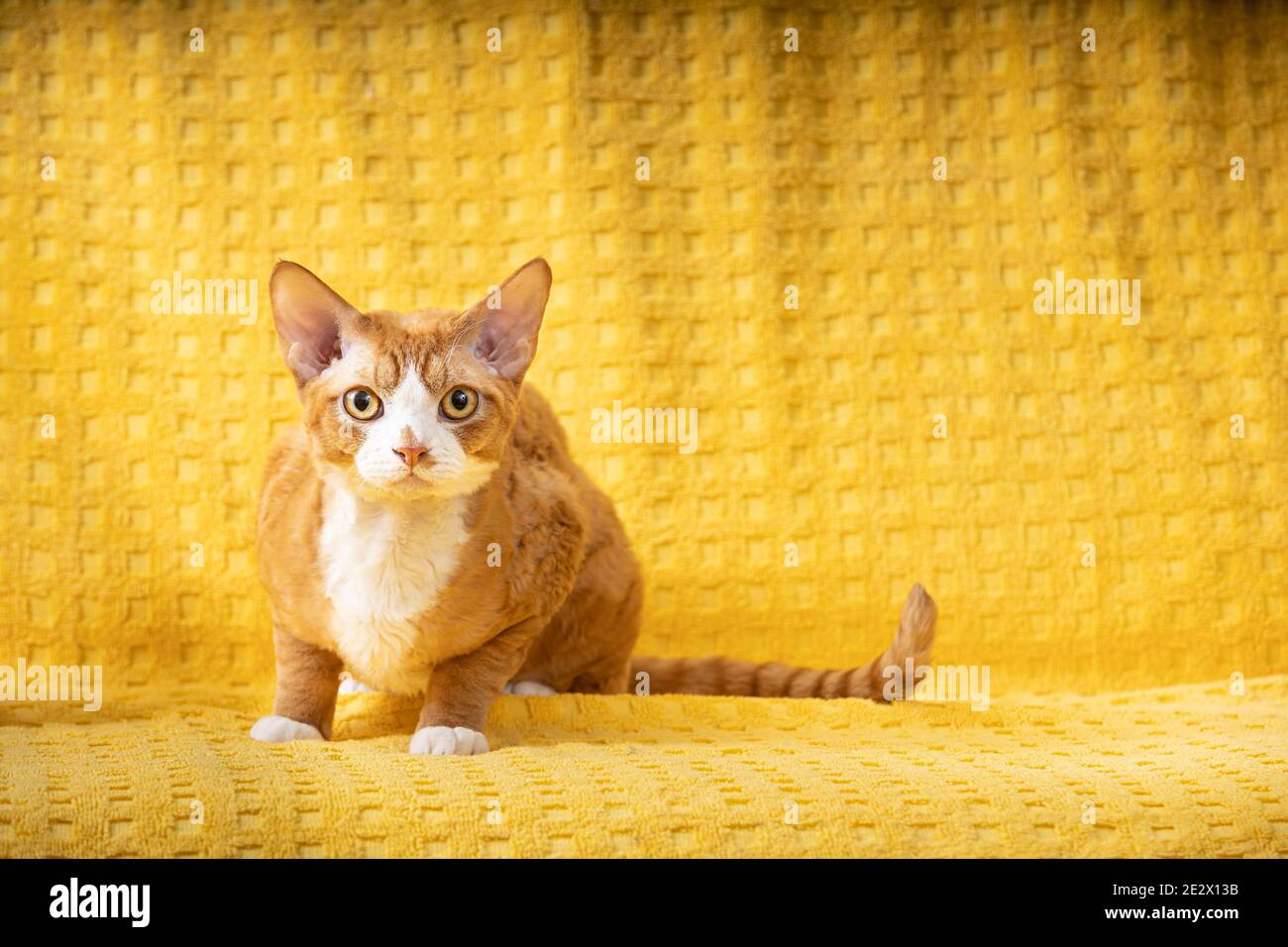 Lustige Red Ginger Devon Rex Katze Ruht Auf Plaid. Kurzhaarige Katze der  englischen Rasse auf gelber Plaid Hintergrund. Kurzhaar Haustier  Stockfotografie - Alamy