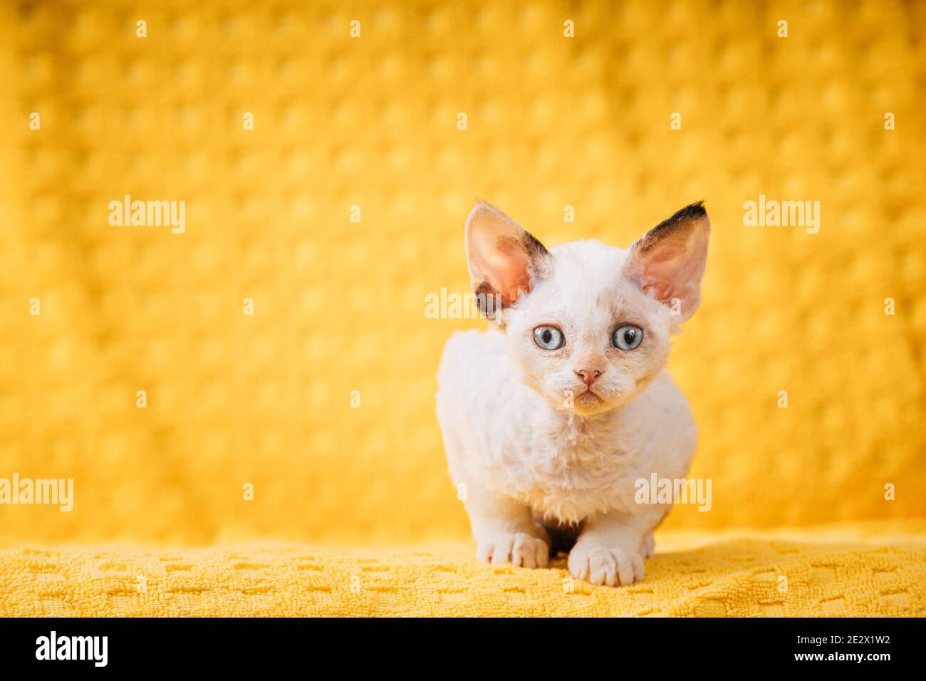 Happy Funny Kleine Weiße Devon Rex Kätzchen Kitty Posiert Auf Gelb Plaid Hintergrund. Kurzhaarige Katze der englischen Rasse. Kurzhaar-Pet Cat Stockfoto