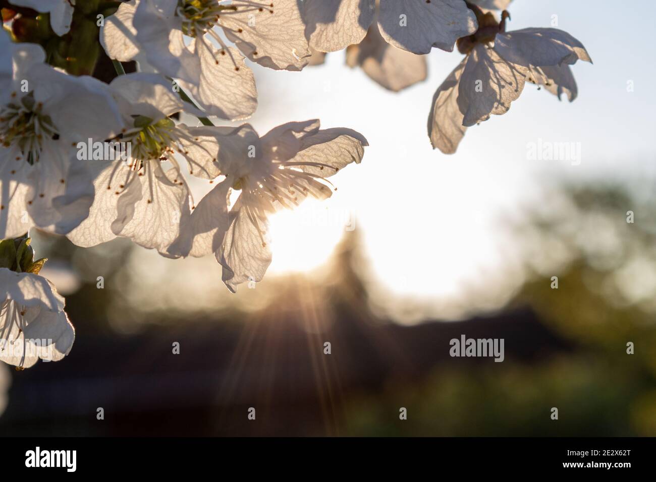 Weiße helle Kirschblüten im Abendlicht, Nahaufnahme. Stockfoto