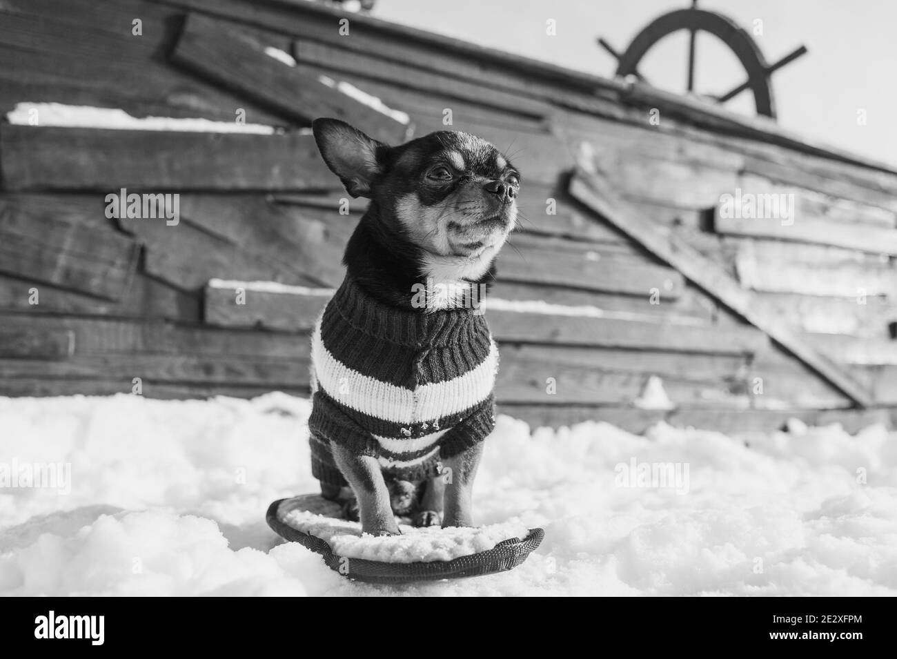 Chihuahua beim Wandern im Schnee. Chihuahua in Winterkleidung auf einem Hintergrund von Schnee. Chihuahua. Stockfoto