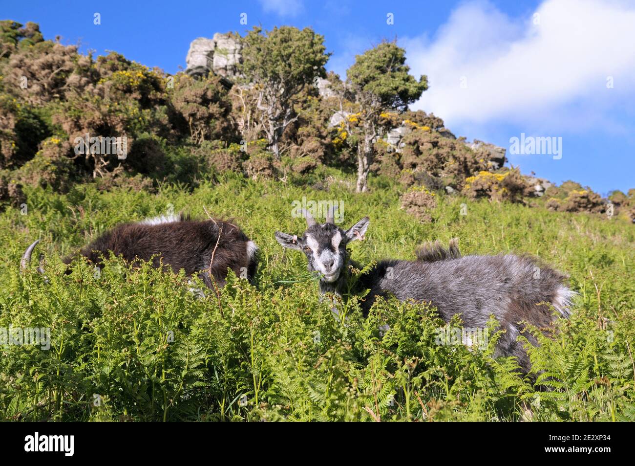 Wilde Wildziegen, die auf Farnen grasen, Valley of the Rocks, Lynton, Exmoor National Park, North Devon, England, Großbritannien Stockfoto