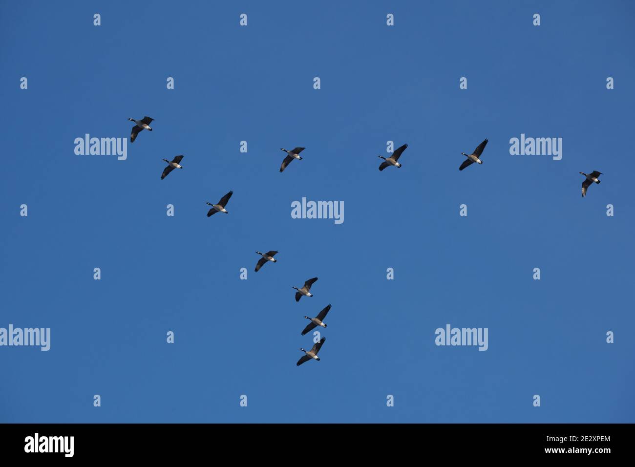Kanadagänse (lateinische Branta canadensis) Verlassen Richtung Süden nach einer Migration fliegen in V-Form Formation gegen blauen Himmel Stockfoto