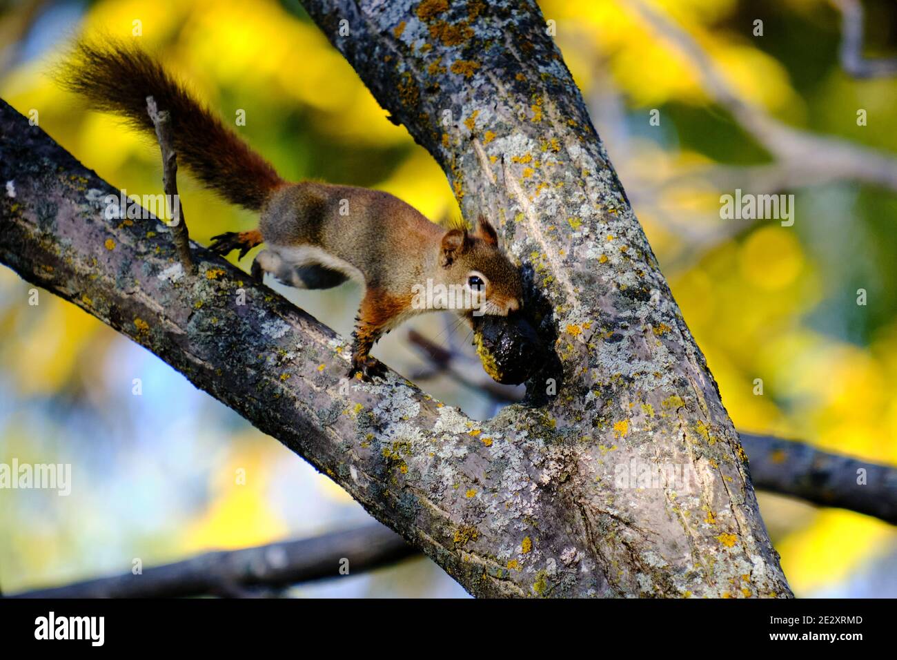 Rotes Eichhörnchen in einem Baum greifen und essen schwarze Walnuss Stockfoto