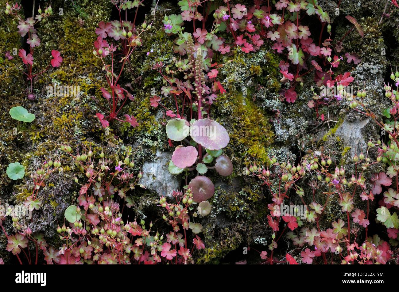 Navelwort oder Pennywort (umbilicus rupestris) mit Herb robert und Moos und Flechten. Wildblumen wachsen an einer Wand in Exmoor, Devon, England, Großbritannien Stockfoto