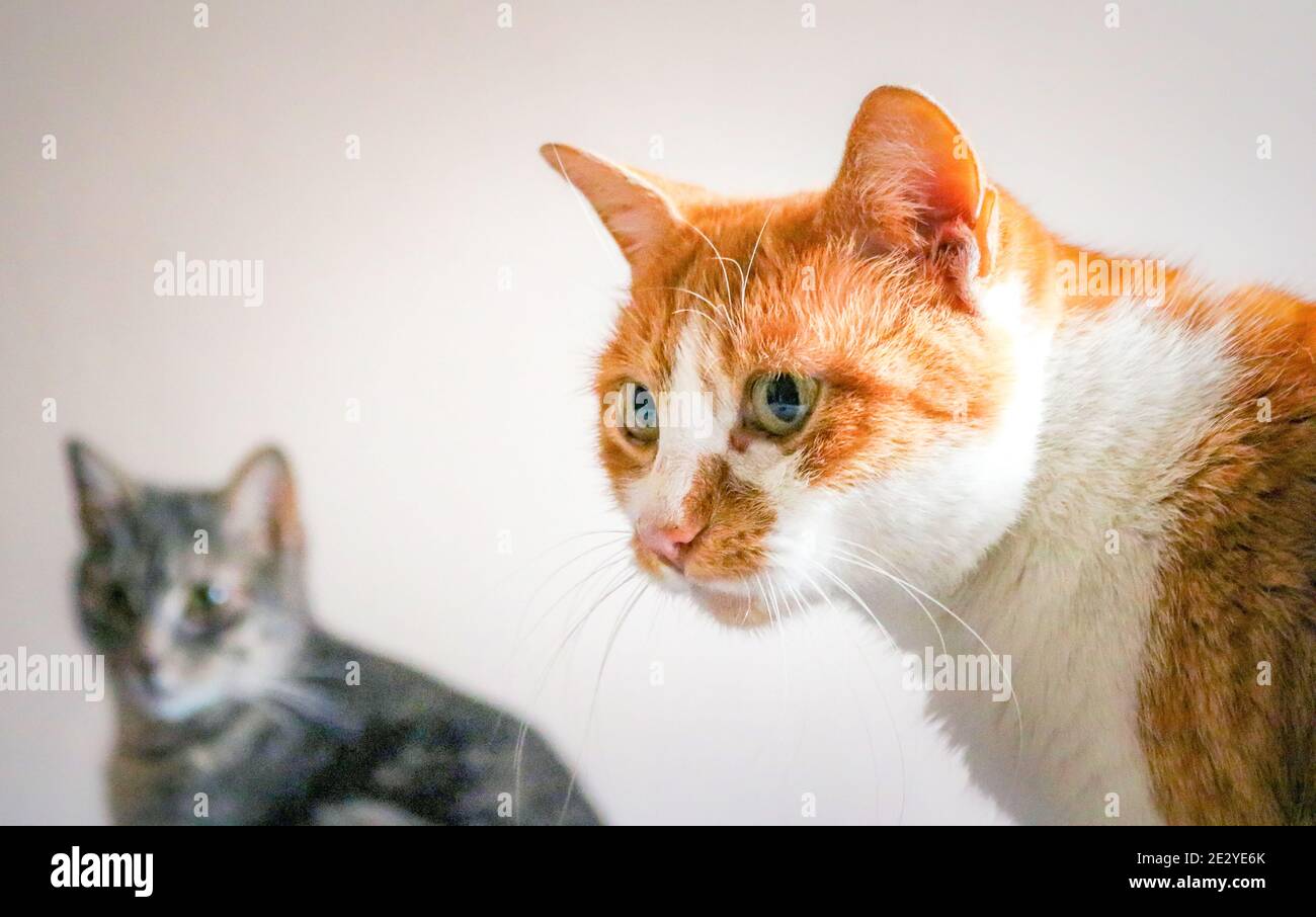 Ein Porträt von zwei Katzen Stockfoto