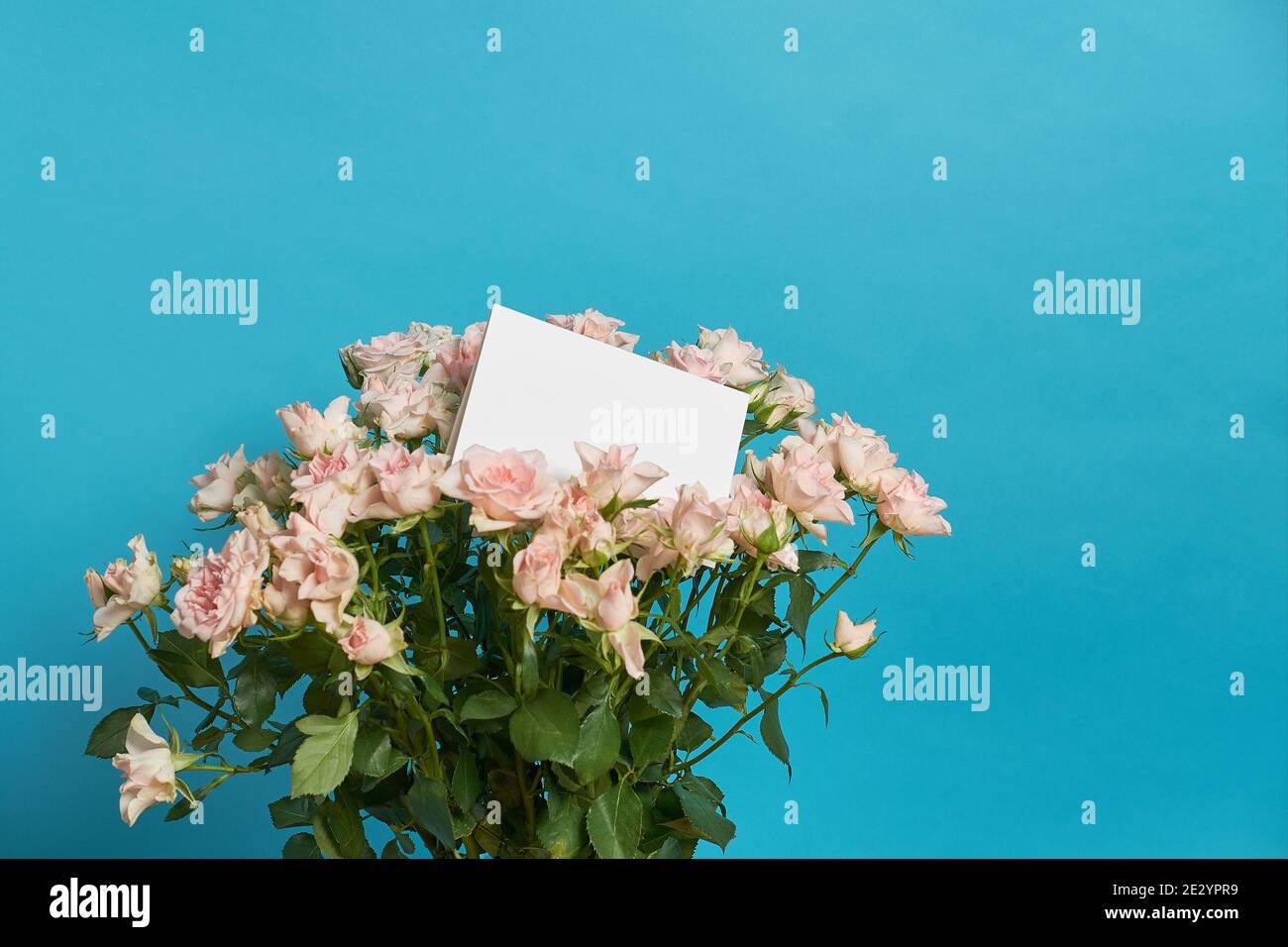 Ein Strauß blassrosa Rosen mit einer leeren Karte auf blauem Hintergrund. Platz kopieren, Urlaubskonzept. Stockfoto