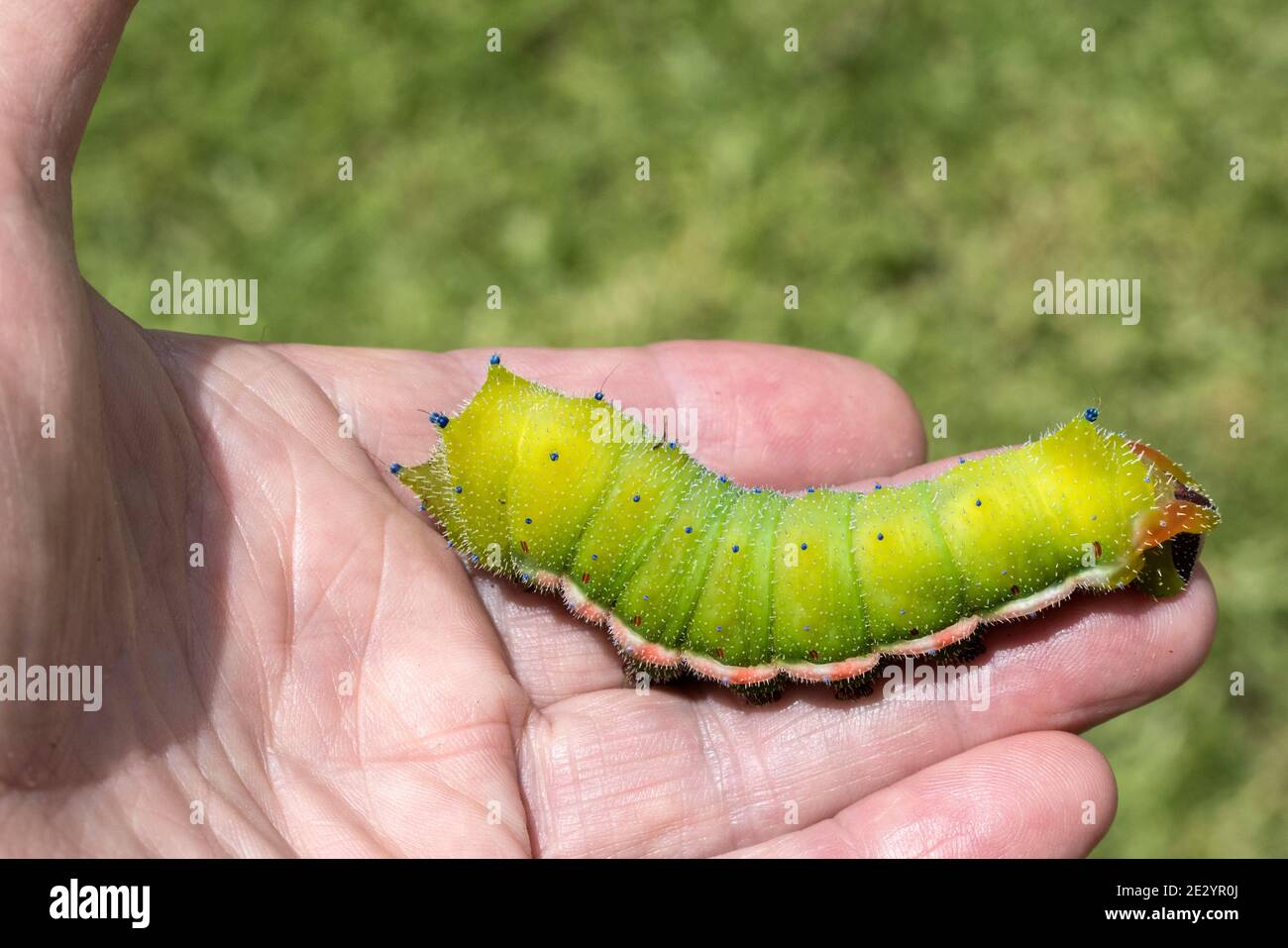 Große Kaiser Moth Raupe kriechen auf Personen Hand Stockfoto