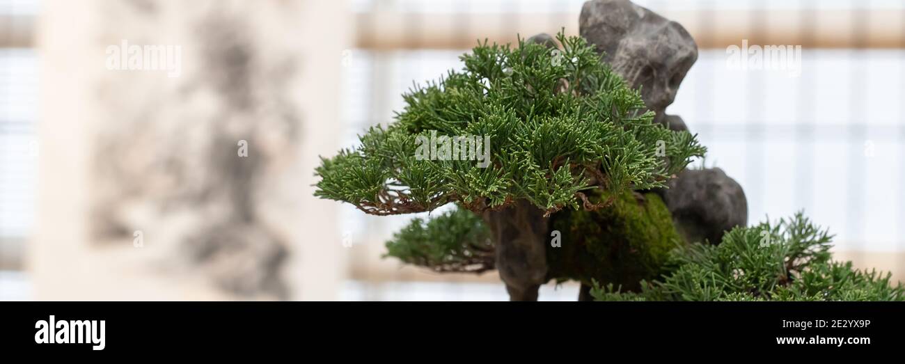 Bonsai Nahaufnahme. Eine kleine chinesische Wacholderpflanze wächst auf einem Felsen zwischen dem Moos. Stockfoto