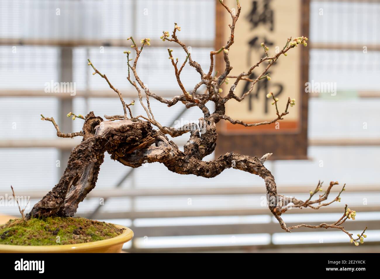Bonsai Nahaufnahme. Miniatur Pflaumenpflanze mit einem gebogenen Stamm in  einem Blumentopf auf einem verschwommenen Hintergrund japanischer  Schriftzeichen. Prunus Stockfotografie - Alamy