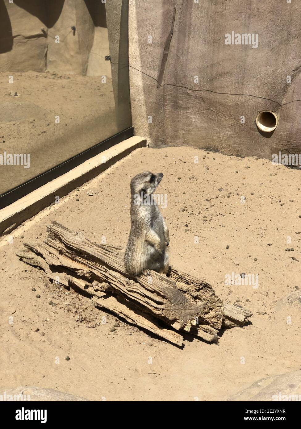 Vertikale Aufnahme eines Erdmännchen, der auf Holzstämmen steht und schaut An anderer Stelle auf dem Sand Stockfoto