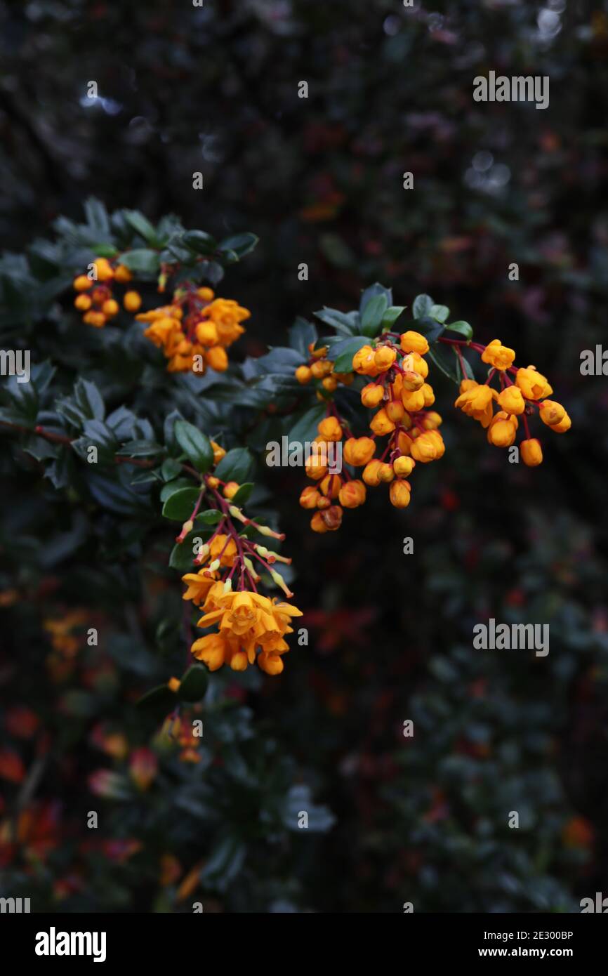 Berberis linearifolia ‘Orange King’ Barberry Orange King Cluster kleiner glockenförmiger Blüten, Januar, England, Großbritannien Stockfoto