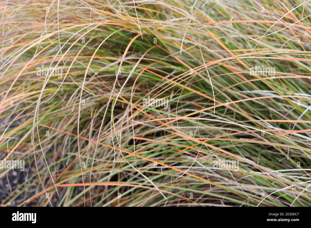 Carex testacea ‘Brairie Fire’ New Zealand Hair Sedge Brairie Fire Ornamentales Gras mit grünen, hellbraunen und orangefarbenen Blättern, Januar, England, Großbritannien Stockfoto