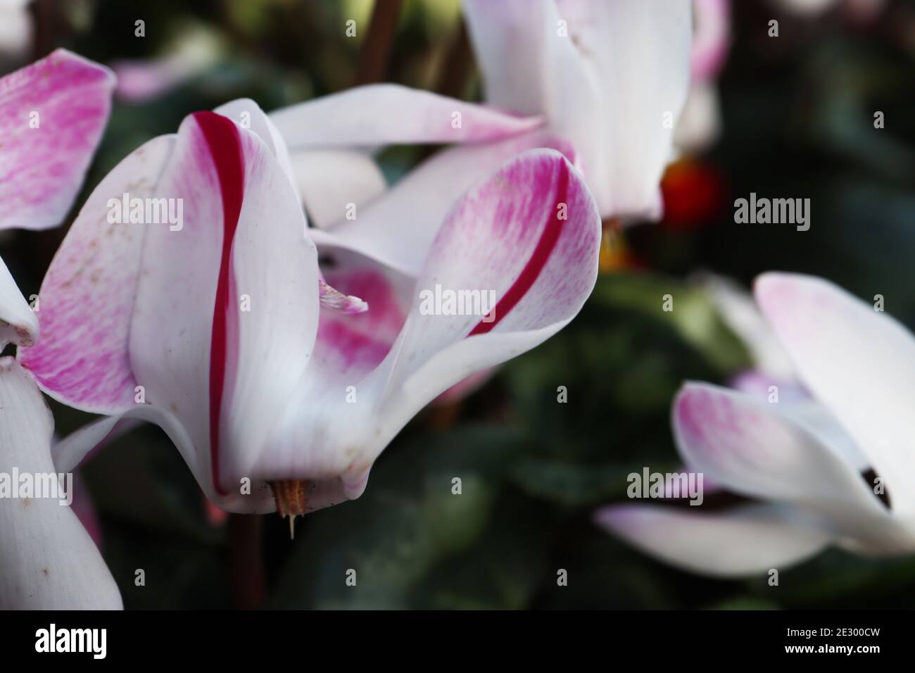 Cyclamen hederifolium Ivy-blättrige Cyclamen – violett gestreift weiße Blüten mit aufgewobenen Blütenblättern, Januar, England, Großbritannien Stockfoto