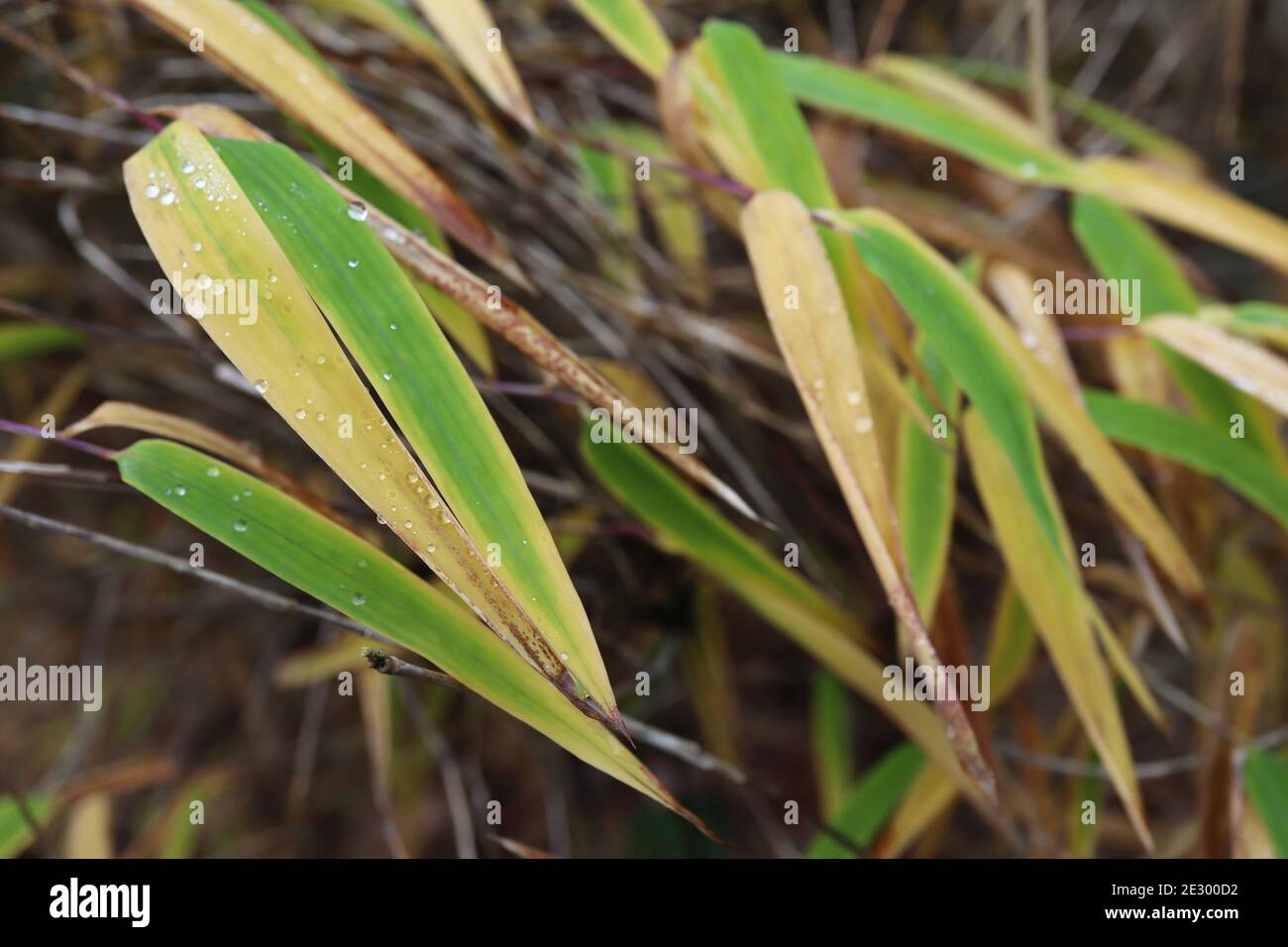 Gelbe bambusbltter -Fotos und -Bildmaterial in hoher Auflsung  Alamy