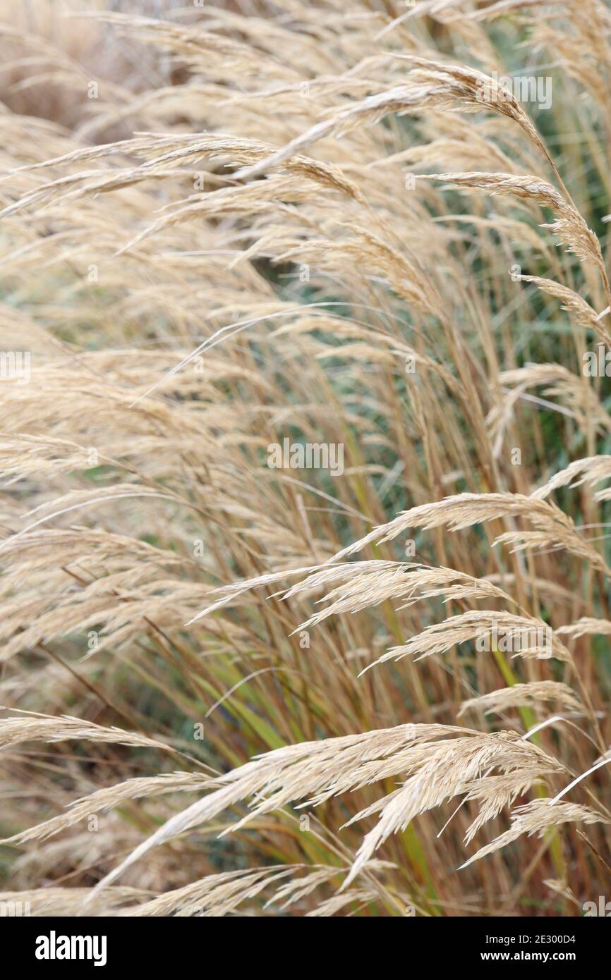 Stipa calamagrostis Stockfoto