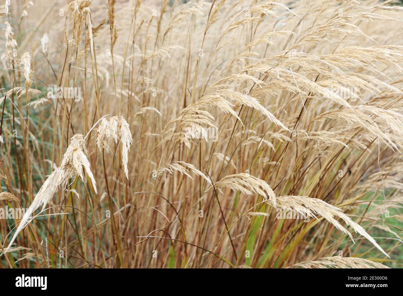 Stipa calamagrostis Stockfoto