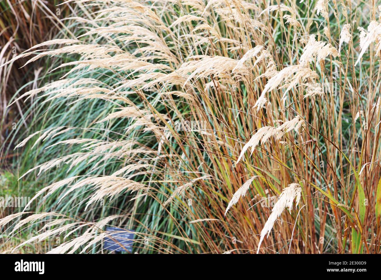 Stipa calamagrostis Stockfoto