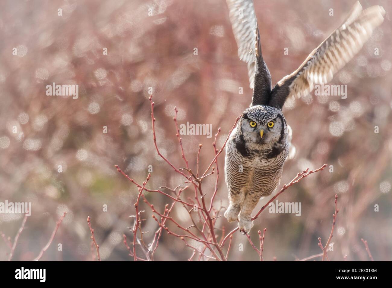 Die intensiv aussehende Northern Hawk Owl (Surnia Ulula) fliegt von einem roten Zweig im Blaubeerfeld in Vancouver, BC, Kanada. Starren. Weicher Bokeh-Hintergrund. Stockfoto