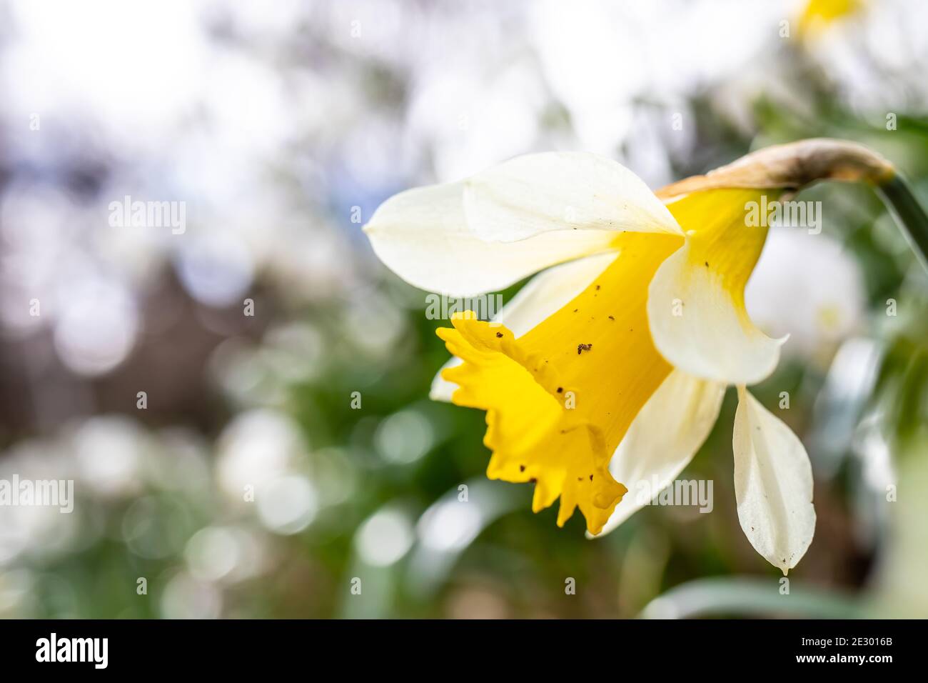 Genf, Schweiz, März 2019, Konservatorium und Botanischer Garten der Stadt Genf, Ausstellung und Sammlungen der einheimischen Flora Stockfoto