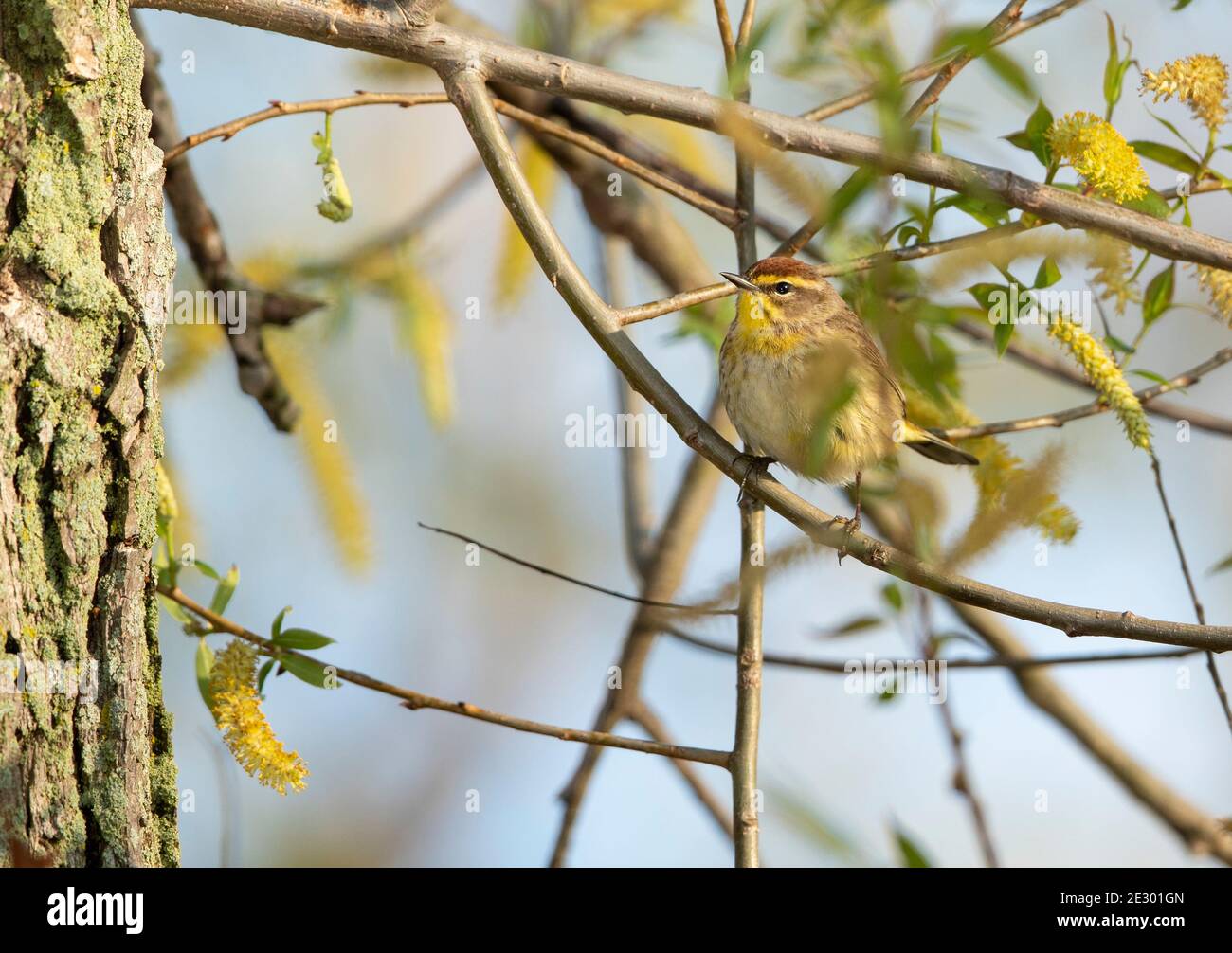 Palm Warbler (Dendroica Palmarum) Stockfoto