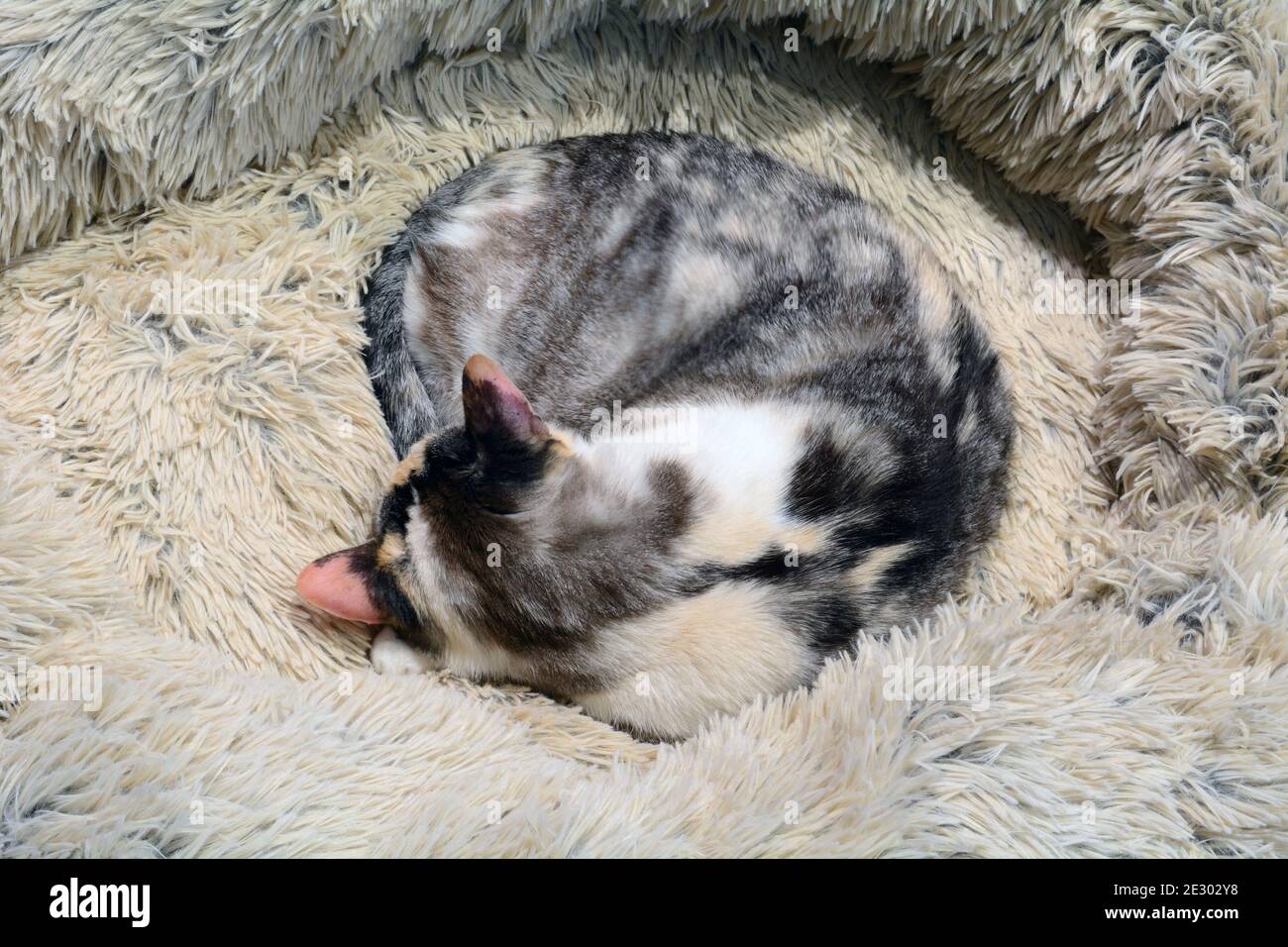 Verdünnen Calico Katze zusammengerollt und schlafen in weich warm Unscharfes Katzenbett Stockfoto