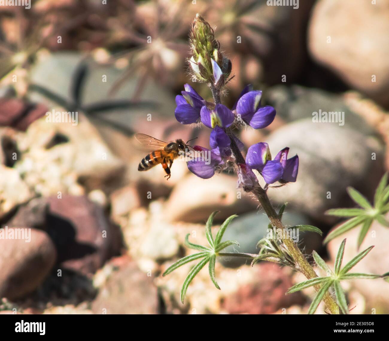 Eine Honigbiene macht die Runden in AZ Stockfoto