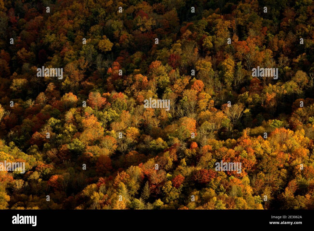 NC00206-00...NORTH CAROLINA - Herbst entlang des New Found Gap Road Highway 441 im Great Smoky Mountains National Park. Stockfoto