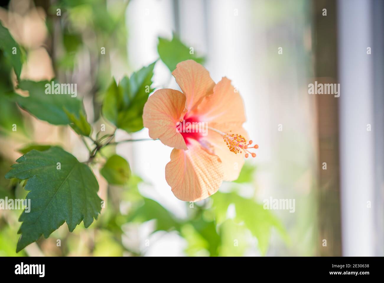 Blühender Hibiskus mit Blütenblättern und Staubgefäßen Stockfoto