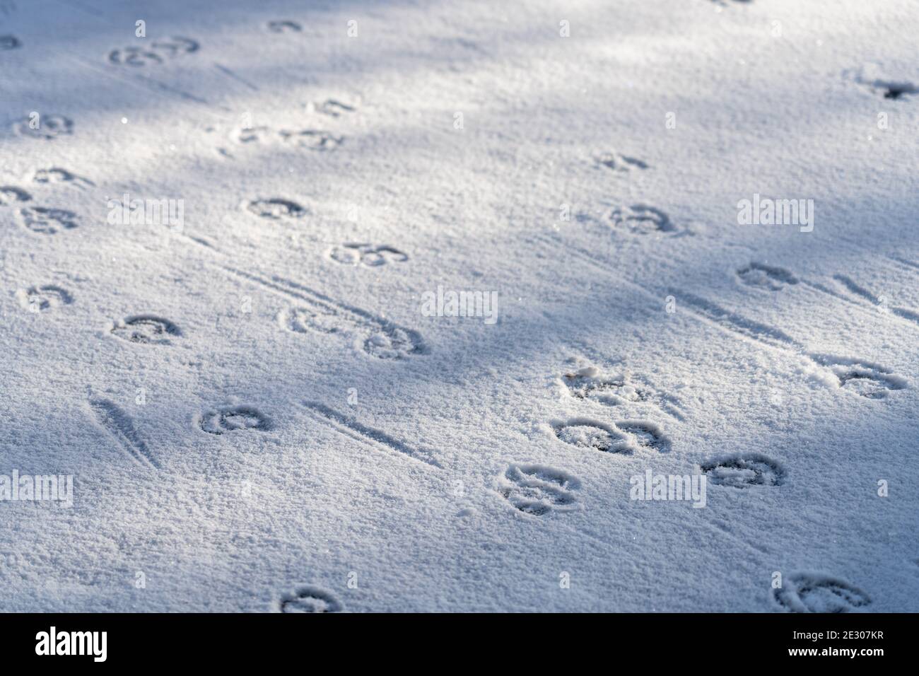 Nahaufnahme der Spuren von Hirschen auf Schnee im Wald. Stockfoto