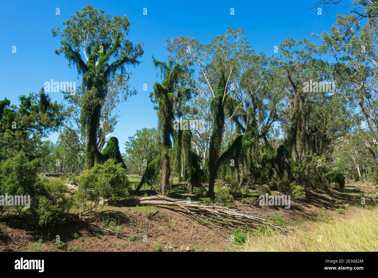Invasive Weed wächst entlang eines trockenen Baches und erstickende Bäume in der Nähe von Biloela, Queensland, QLD, Australien Stockfoto
