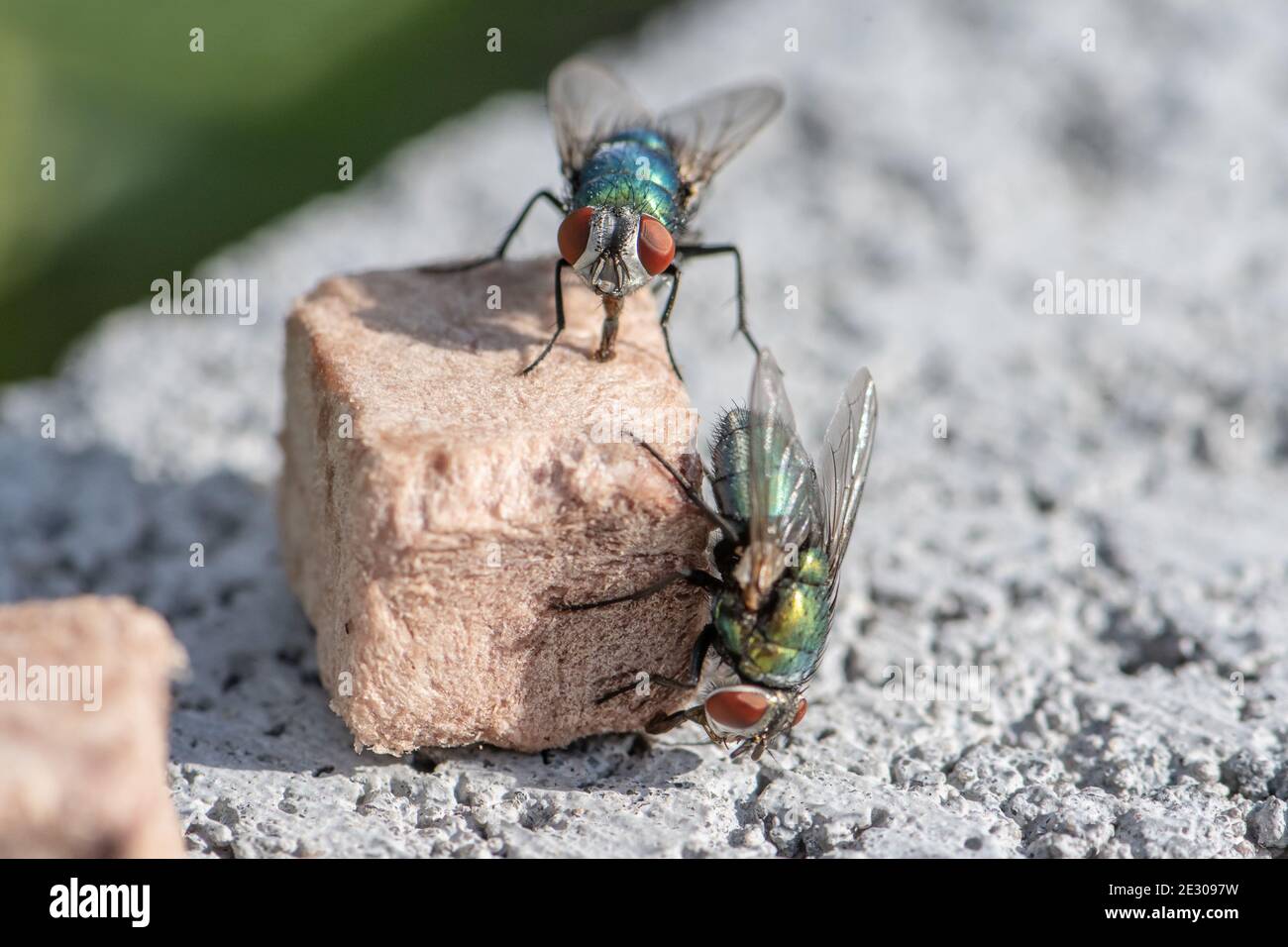 Haus fliegen in extremer Nähe sitzen auf Stück Hundefutter. Foto auf grauer Wand. Stockfoto