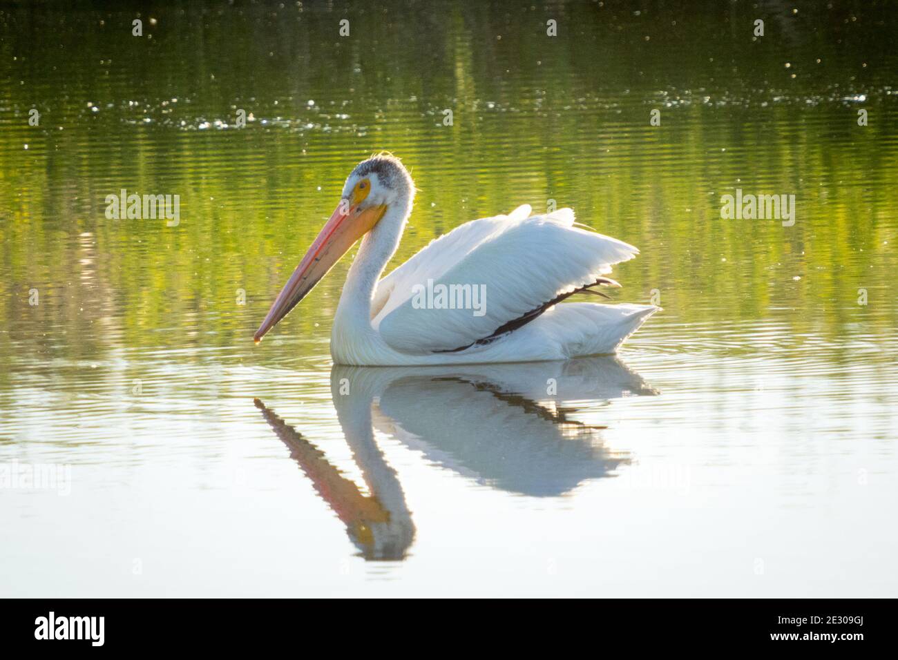 Ein nicht-Zucht nach American White Pelican (Pelecanus erythrorhynchos) schwimmt auf einem Teich in Beaumont, Alberta, Kanada. Stockfoto
