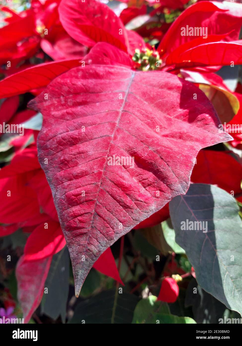 Schöne rote blume weihnachten -Fotos und -Bildmaterial in hoher Auflösung – Alamy