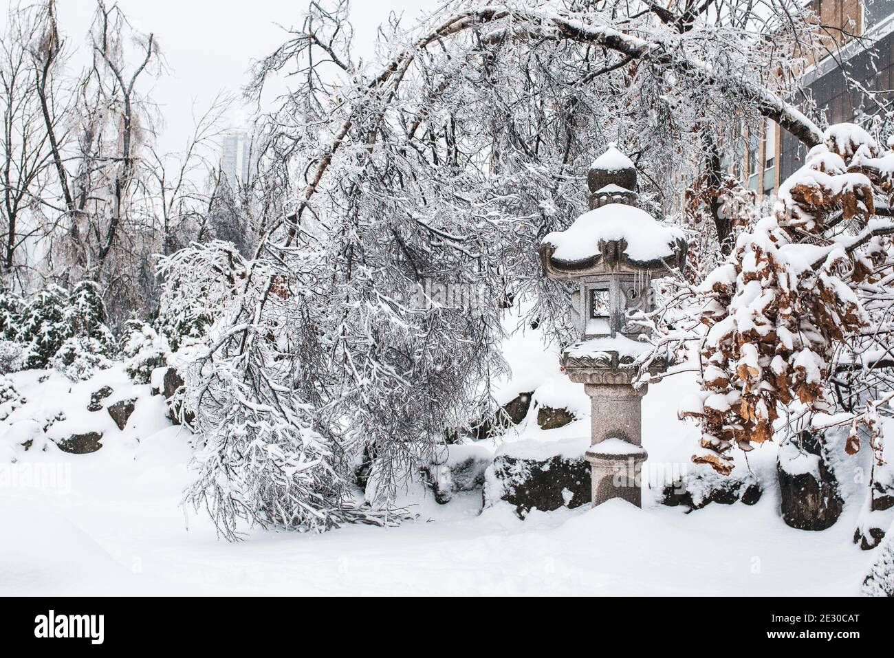 Japanischer Steingarten im Winter. Eisiger Baum, der sich unter dem Gewicht von Schnee und Eis zu Boden beugte. Kaltes, frostiges Schneewetter. Winterlandschaft. Stockfoto