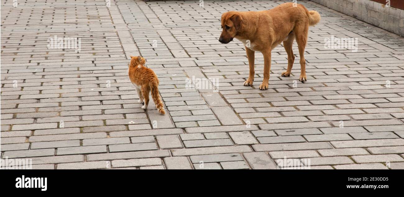 Eine tabby Katze und ein tabby Hund starren sich bedrohlich an, draußen auf Steinpflaster. Stockfoto