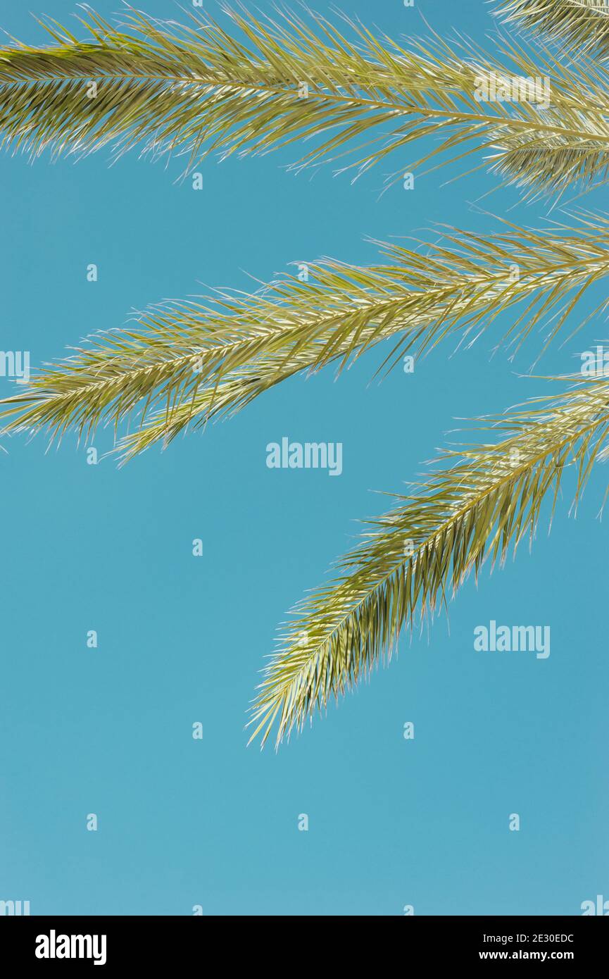 Vertikale Palmenblätter und blauer Himmel Hintergrund Stockfoto