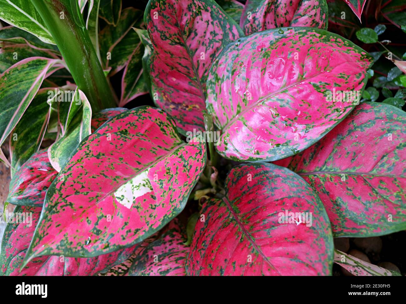 Hot Pink Mit Gruner Farbe Blatt Von Aglaonema Pink Dalmatiner Oder Chinesische Evergreen Im Garten Stockfotografie Alamy