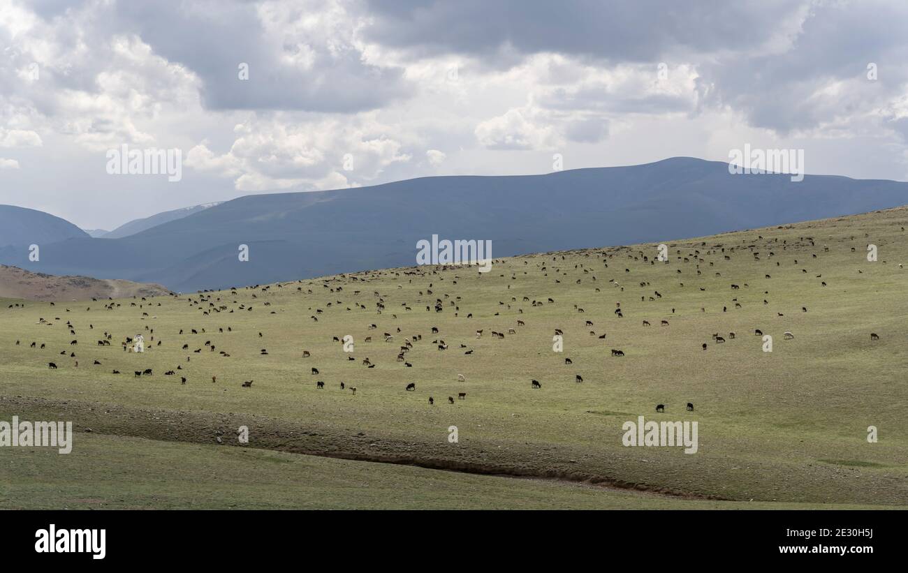 Große Herde von Schafen und Ziegen in den Hügeln und Steppen der Mongolei. Stockfoto