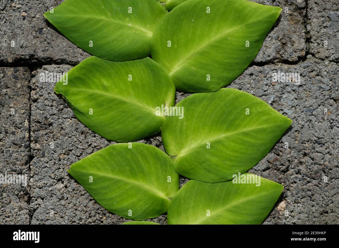 Indonesien Bali - Ubud grüne Blätter Wand Hintergrund Stockfoto