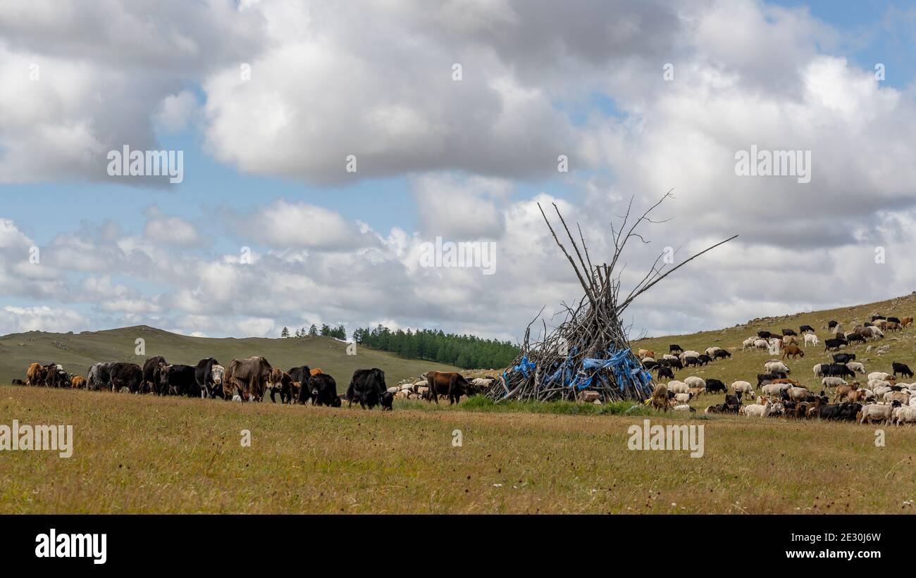 Ein religiöser Ovoo, Buddhismus, auf der Steppe der Mongolei mit einer Herde Ziegen und Kühe im Sommer. Stockfoto